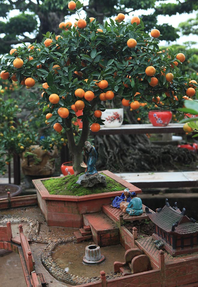 Đẹp mê hồn, quất tiểu cảnh cây đa giếng nước sân đình